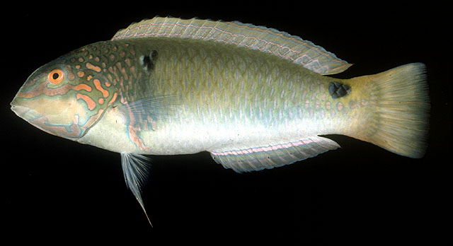 Halichoeres trimaculatus (Quoy & Gaimard, 1834)